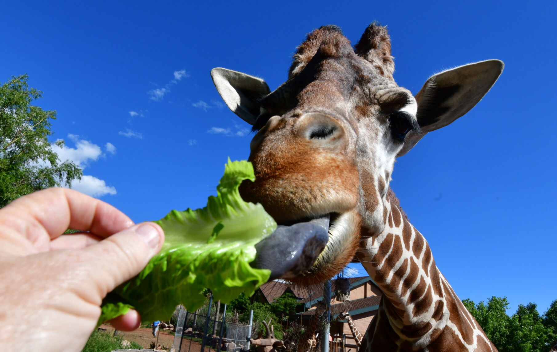 071821-life-giraffes 04.JPG